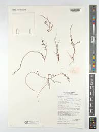 Image result for Laurembergia tetrandra