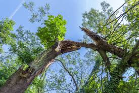 Overland park tree service can help you prevent serious problems associated with weak trees. Tree Service Maintenance Kansas City Overland Park Shawnee Ks Metro Tree Service