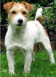jack russell terrier jrts are not the breed for an inexperienced dog owner this breed needs a firm consisten terrier dog breeds jack russell dog breed info