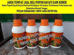 Selamat berjualan ya semoga laris manis. 0895 4016 88789 Wa Jual Jenis Pupuk Cair Tanaman Padi Kapalo Kot Jl M Hatta Kapalo Koto Pauh Kota Padang Pakanbaru February 21 2021 Allevents In