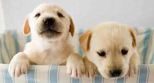 Give a puppy a forever home or rehome a rescue. How Can I Get A Labrador Puppy The Right Way To Find A New Friend
