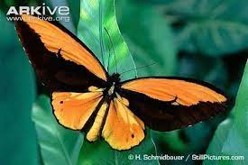 23 Sorprendentes Y Bellas Mariposas En Peligro De Extincion Alas De Pajaro Mariposas Bonitas Especies De Mariposas