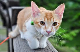 Membasmi cicak bukanlah perkara yang mudah. 10 Cara Untuk Hilangkan Cicak Dalam Rumah Dengan Berkesan