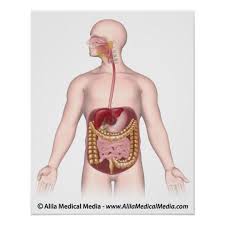 We did not find results for: Digestive System Unlabeled Diagram Poster Zazzle Co Uk
