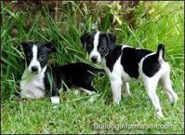 Black And White Hound American Hairless Terrier Rat Terrier Puppies Rat Terriers Rat Terrier Mix