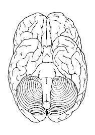 The dolphin is one of the most intelligent animals on the earth. Coloring Page Brain Bottom View Free Printable Coloring Pages Img 4301