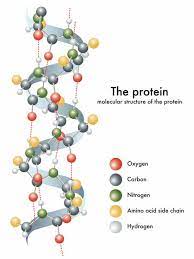 10 Mean Green Delicious High Protein Vegetables Protein Amino Acids Molecular