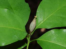 Image result for Montiniaceae