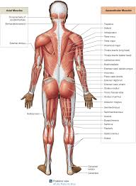 Muscles are often named for their primary action. 11 4 Descriptive Terms Are Used To Name Skeletal Muscles Medical Knowledge Skeletal Muscle Medical