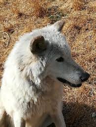 La garde d'animaux concerne le plus souvent un chien ou un chat. Pet Sitter In Marignane Le Rove Garde De Chien A Domicile Petbacker Provence Alpes Cote D Azur
