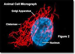 The Golgi Apparatus Also Known As The Golgi Complex Golgi Body Or Simply The Golgi Is An Organelle Found In Most Euk Cell Theory Eukaryotic Cell Animal Cell