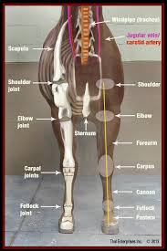 The patella (kneecap) is the sesamoid bone in front of the knee. Horse Front Leg Anatomy Anatomy Drawing Diagram