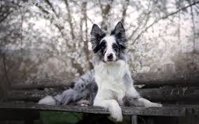 Check spelling or type a new query. Download Wallpapers Border Collie Gray Dog On Bench Park Cute Animals Dogs Pets Aussie Dog With Blue Eyes For Desktop Free Pictures For Desktop Free