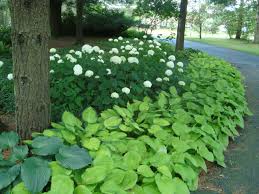 Hosta August Moon Schattenbeet Pflanzen Schattenpflanzen