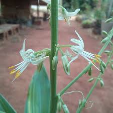 Image result for Rytigynia orbicularis