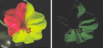 Use these free neon,light effect,flowers png transparent background. Bright Blooms That Glow Science News For Students
