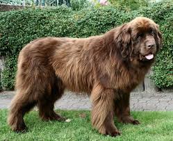 Big Fluffy Black Brown And White Dog 10 Things You Might Not Know About Newfoundlands Big Dog Breeds Large Dog Breeds Worlds Largest Dog