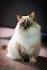 The Tortie Point Ragdoll - RAGDOLL CATS RAGDOLL KITTENS ...