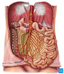Accessory organs of the digestive system include the teeth, tongue, salivary glands, liver it is located just inferior to the stomach and takes up most of the space in the abdominal cavity. Lymphatics Of Abdomen And Pelvis Anatomy And Drainage Kenhub