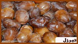 تمر التبرزل قسم التمور مع الصور قسم التمور انواع الاسماك مع الصور الموقع الزراعي ومنوعات اخرى food pretzel bites fruit