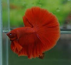 Blue Eyed Red Hm Male Betta Fish Siamese Fighting Fish Halfmoon Betta