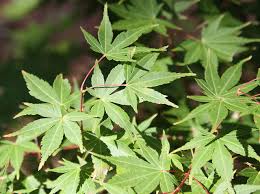 At that point, it's better to buy a dwarf variety or see if you have that. Green Leaf Japanese Maple