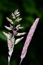 Image result for Holcus