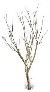 Dead Tree Png Flower Branch Tree Png