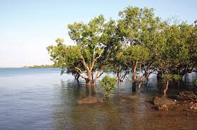 Image result for Sonneratia alba