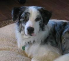 Breeding a maltese with a border collie will likely result in a smaller breed dog, but this will not necessarily make them a suitable lap dog. Central Coast Border Collie And Herding Dog Rescue