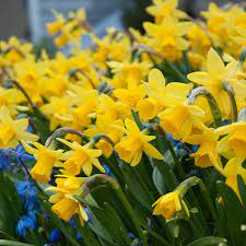 Daffodil Tete A Tete Plantacion De Bulbos Cultivar Narciso