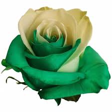 Shop the classic roses collection at the million roses, where you can find timeless roses, perfect for any gift or occasion. Green And White Roses Farm Direct Flowers Flower Explosion