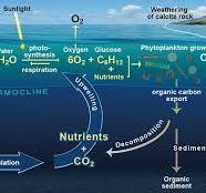 What is the Biological Carbon Pump? - Ocean Info