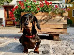 Maximum size for carriers is 40″ x 27″ x 30″. Flying To Europe With A Dog From The Usa Travelnuity