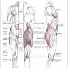 Smooth muscles (involuntary muscles) are usually in sheets or layers, with one layer of muscle behind the other. 1