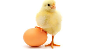 300 gambar ayam jantan ayam gratis pixabay hewan burung anak 0 ayam jantan hen hewan 316 gambar gambar gratis dari ayam jantan. Anak Ayam Lebih Pintar Daripada Balita 4 Tahun Paling Seru