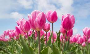 Tulips Flower Meaning Best Flower Wallpaper