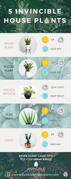 Cacti Succulents Snake Plants Care Tips For Your Urban Jungle Invinciblehouseplants Com Snake Plant Care Snake Plant Plant Care Houseplant