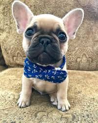 Whether your frenchie is a boy or a girl, we've got you covered. 120 Male French Bulldog Names Bulldog Puppies Bulldog French Bulldog Puppy