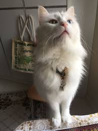 Pin By Otuz Dort On World Of Cats White Cats Beautiful Cats Cat Love