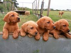 Maybe you would like to learn more about one of these? Fox Red Labrador Puppies For Sale South East Cheap Buy Online
