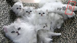 Chinchilla Cats Kedi Bakimi Ve Ozellikleri Youtube