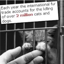 Animal Cruelty Facts Animal Cruelty Facts Animal Cruelty Awareness Animal Cruelty