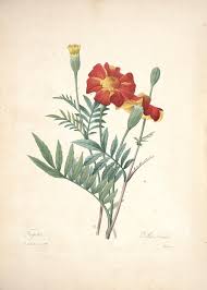 Choix Des Plus Belles Fleurs Biodiversity Heritage Library Flower Illustration Vintage Botanical Prints Botanical Prints