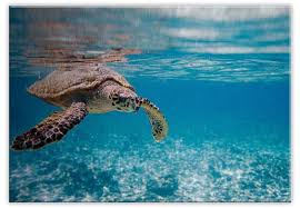 Tableau En Alu Dibond Tortue Marine Wall Art Fr Tortue Marine Tortue Poster Mural