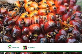Www Mpoc Org My Fruits Images Palm Kernel Oil Palm Oil