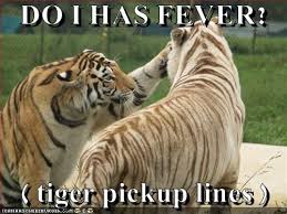 Do I Has Fever Tiger Pickup Lines Animal Comedy Animal Comedy Funny Animals Animal Gifs