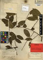 Image result for Chrysophyllum welwitschii