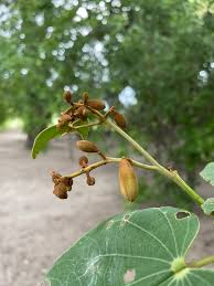 Image result for Piliostigma thonningii