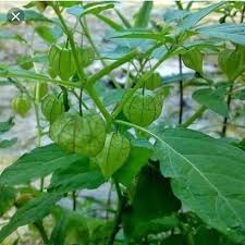 Bersangka baik lebih baik dari berhasad. Info Khasiat Pokok Leletop Kelambu Untuk Kesihatan